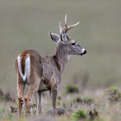 Buck deer standing in grassy field