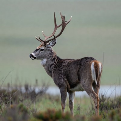 Buck deer standing in grassy field