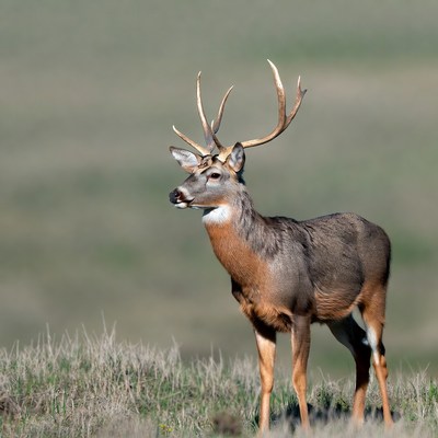 Buck deer standing in grassy field
