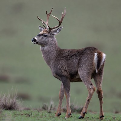 Mule Deer Standing in Grassland