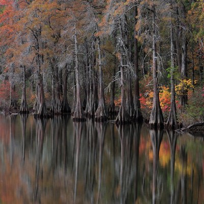 Autumn Bald Cypress Trees Reflected in Lake