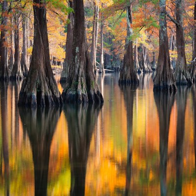 Autumn Bald Cypress Trees in Swamp