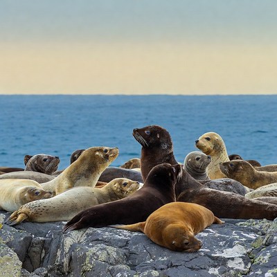 Group of sea lions on rocky ocean cliff