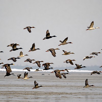 Flock of Ducks Flying Over Mudflat