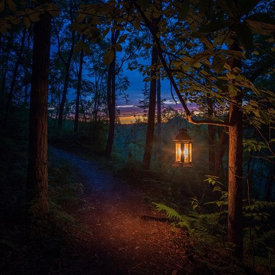Lantern on Forest Path at Night