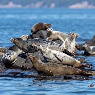 Harbor seals on rocks by ocean
