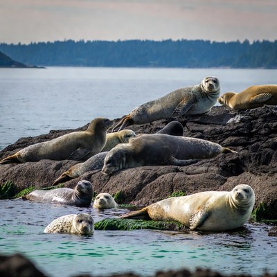 Group of seals on rocky beach
