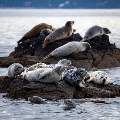 Harbor Seals Lounging on Rocky Island