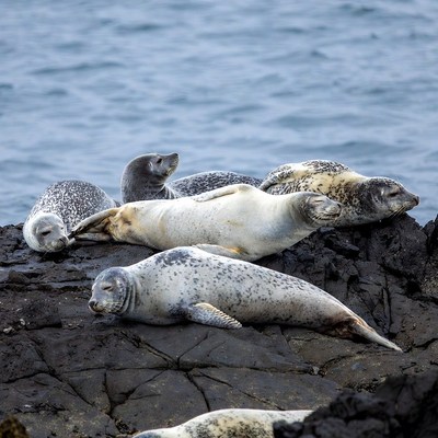 Harbor seals resting on black rocks