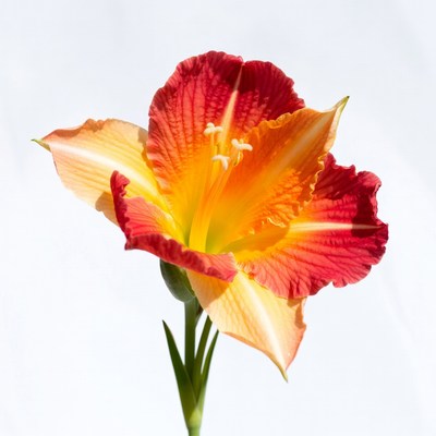 Vibrant Red Orange Daylily Flower