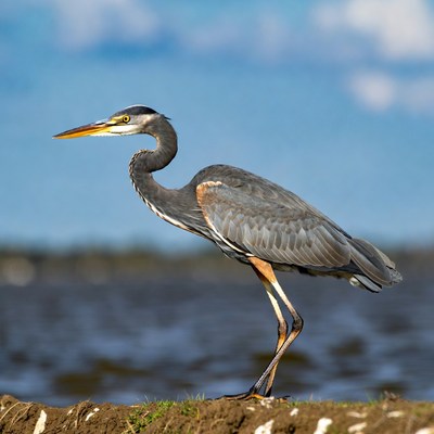 Great Blue Heron standing by water