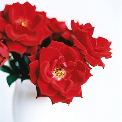 Red Roses Bouquet on White Background