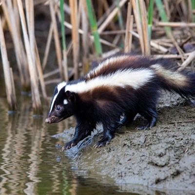 Baby skunk drinking water