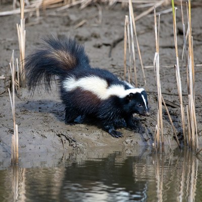 Skunk foraging in muddy reeds