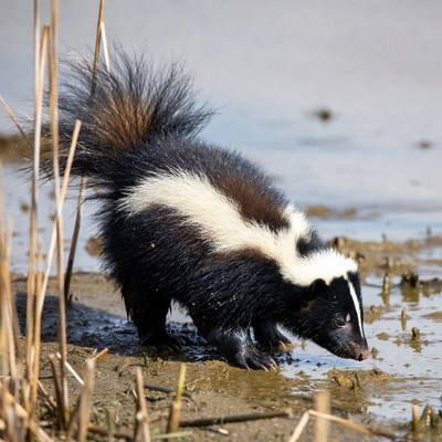 Skunk drinking water near reeds