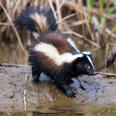 Wet skunk walking in marsh