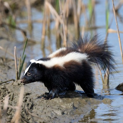 Skunk walking in marshy water