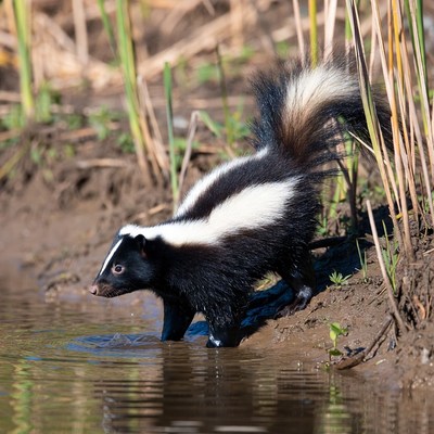 Skunk drinking water by reeds
