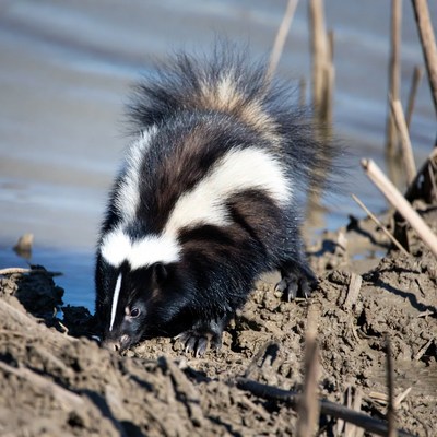 Skunk digging near water reeds