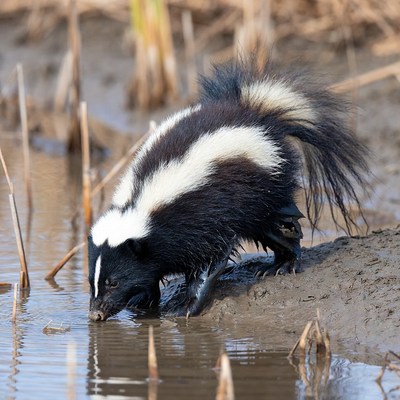 Skunk drinking from water