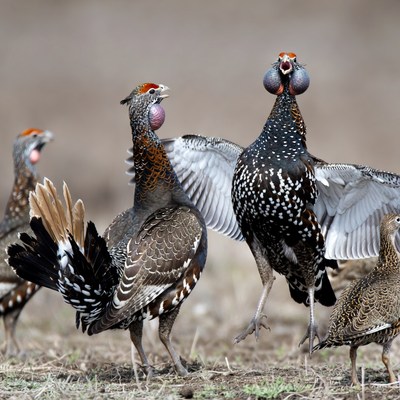 Group of Ptarmigan Birds Displaying