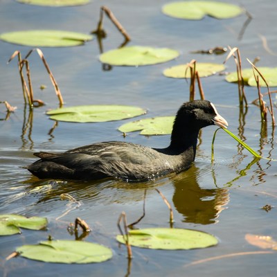 Moorhen eating grass among water lilies