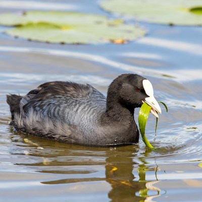 Black coot eating plant in water lilies