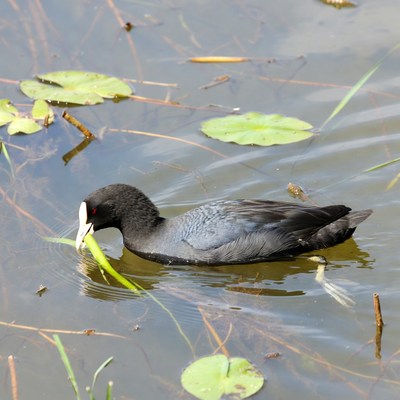 Eurasian Coot Eating Aquatic Plant