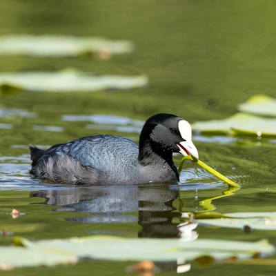 Coot eating water plant