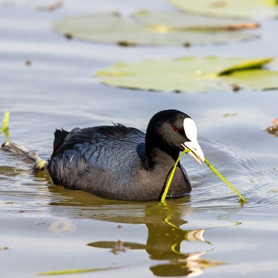Black coot holding green reeds