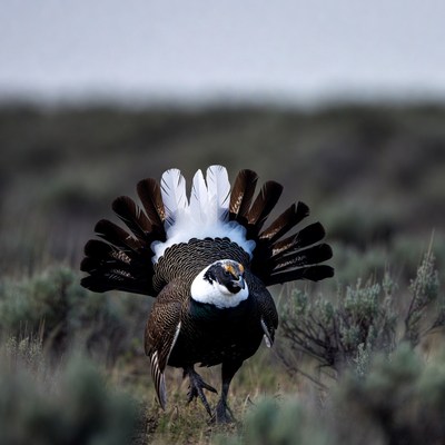 Sage Grouse Displaying Tail Feathers