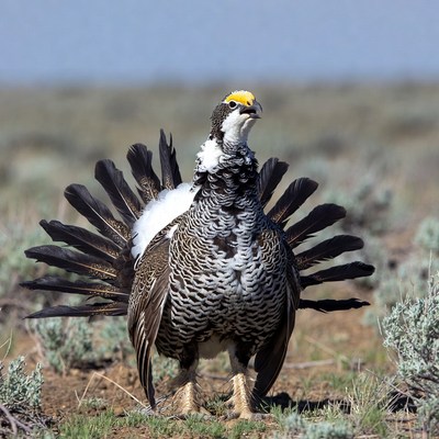 Greater Sage Grouse Displaying Feathers