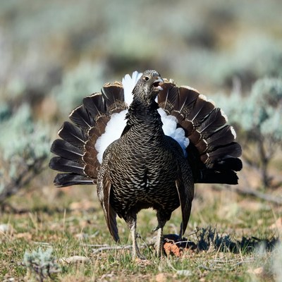 Sage Grouse Displaying Tail Feathers