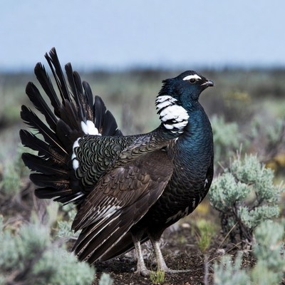 Male Sage Grouse Displaying Feathers