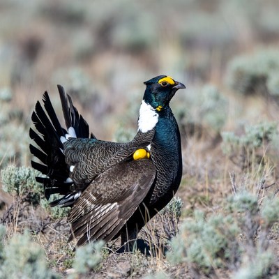 Greater Sage Grouse Displaying Wings