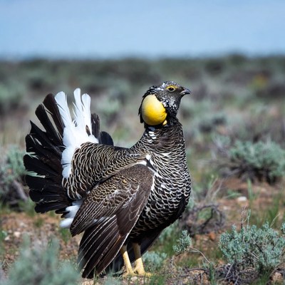 Greater Sage Grouse displaying feathers