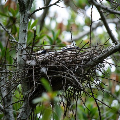 Bird nest in tree branches