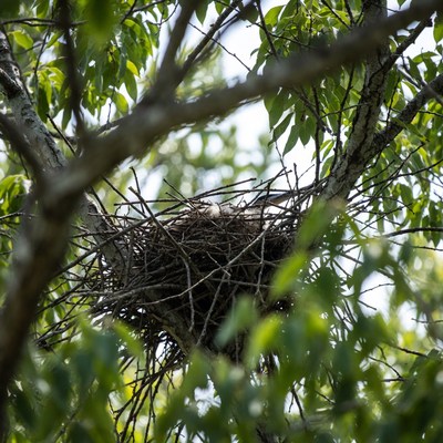 Bird nest in tree branches