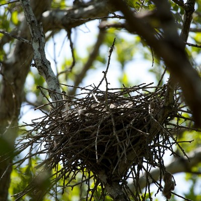 Bird Nest in Tree Branches