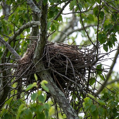 Bird nest in tree branches
