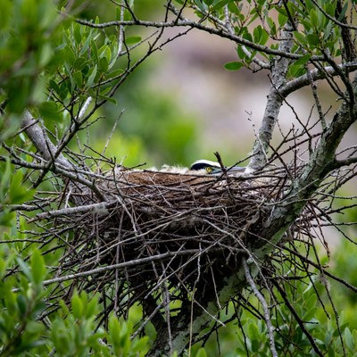 Baby heron in nest