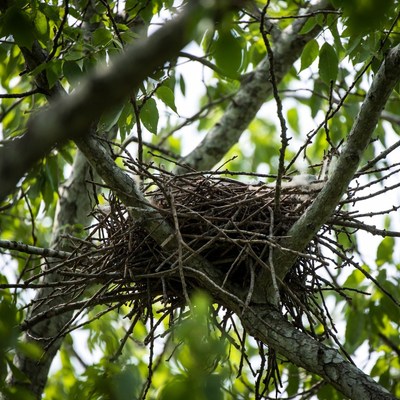Bird nest in tree branches