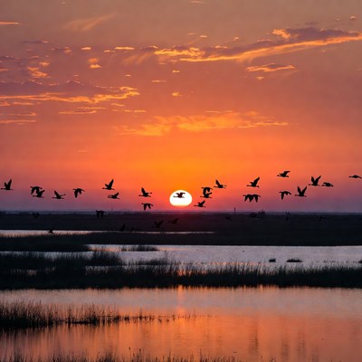 Geese Flying Over Sunset Marsh