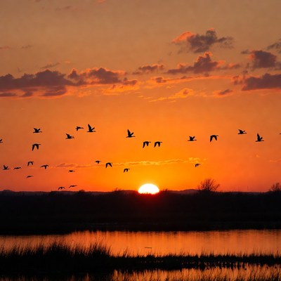 Birds flying over sunset lake