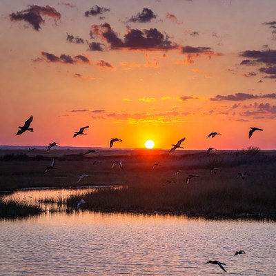 Birds Flying Over Sunset Marsh