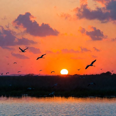 Flock of egrets silhouetted at sunset