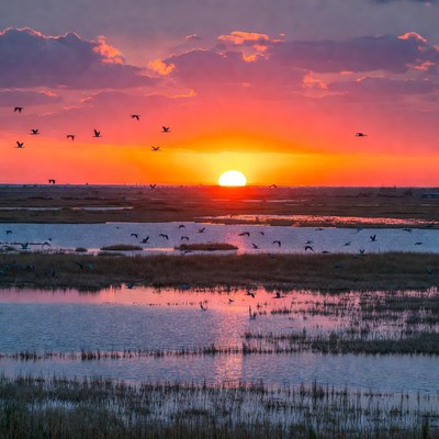 Sunset over marsh with flying birds