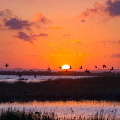 Birds flying over sunset marsh