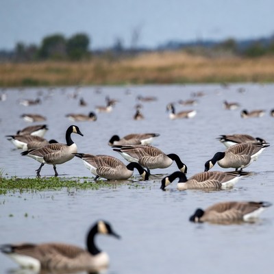 Canada Geese Swimming in Lake