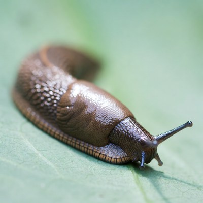 Brown snail on green leaf